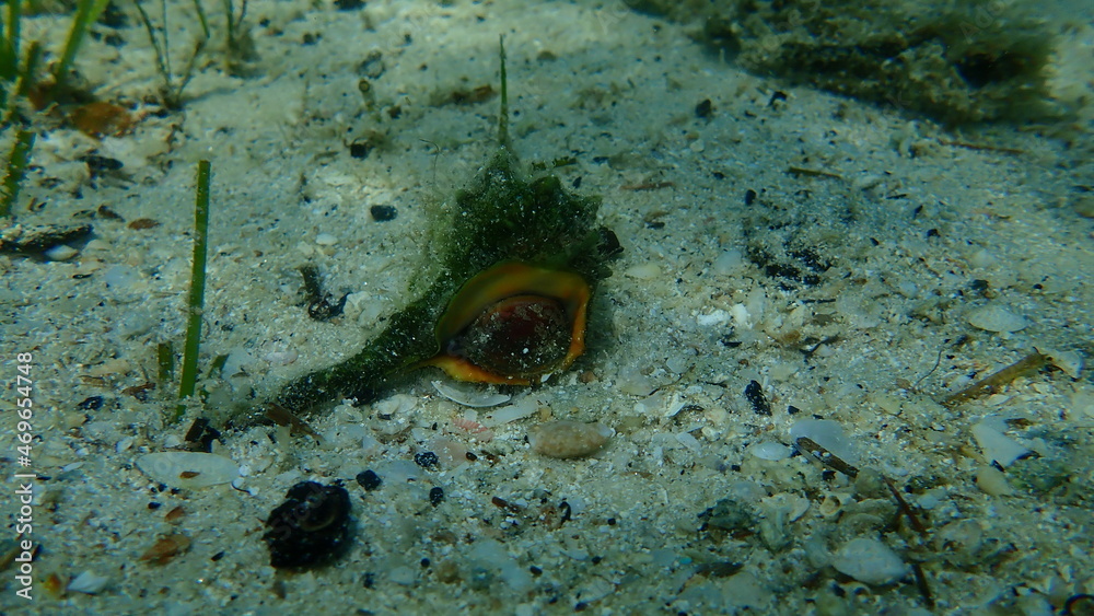 Sea snail purple dye murex or spiny dye-murex (Bolinus brandaris ...