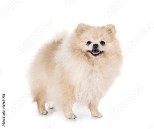 Wallpaper Mural young pomeranian in studio Torontodigital.ca