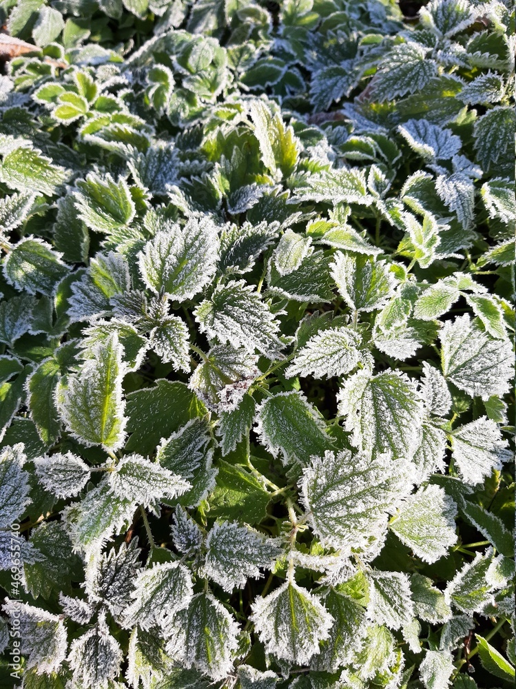 Nettle leaves with frost. The first frosts. The first frost on the grass. The first frost on the leaves of plants. The beginning of winter. The first autumn frosts. Nettle leaves in winter. Nettle leaves with frost. The first frosts. The first frost on the grass. The first frost on the leaves of plants. The beginning of winter. The first autumn frosts. Nettle leaves in winter.