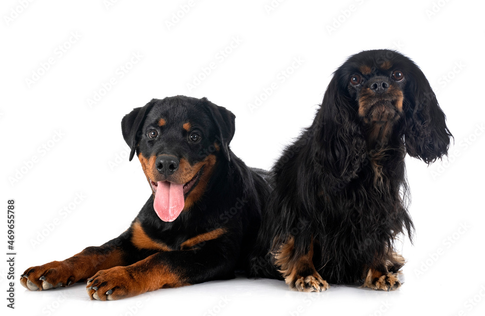 cavalier king charles and rottweiler