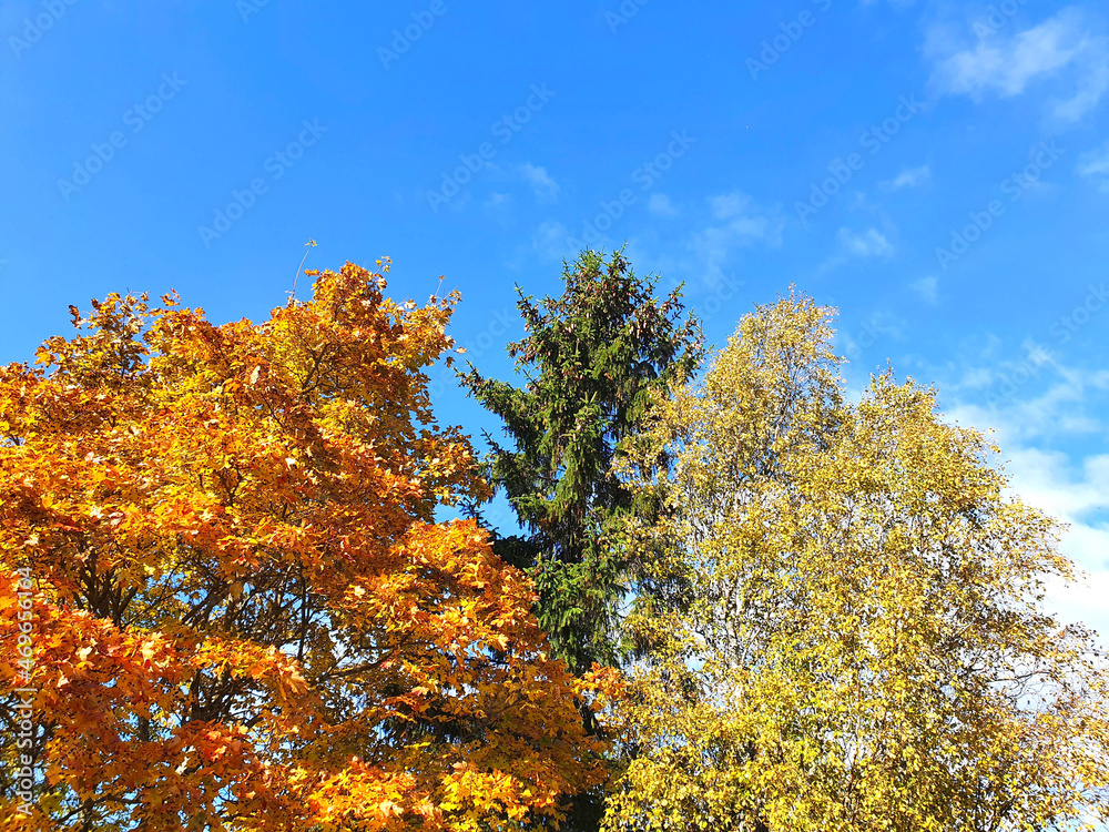 Autumn trees - Maple (Acer), spruce (Picea, Fir), Birch (Betula). Against the blue sky. Autumn forest.
Autumn trees - Maple (Acer), spruce (Picea, Fir), Birch (Betula). Against the blue sky. Autumn forest.