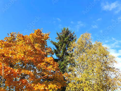 Autumn trees - Maple  Acer   spruce  Picea  Fir   Birch  Betula . Against the blue sky. Autumn forest.  