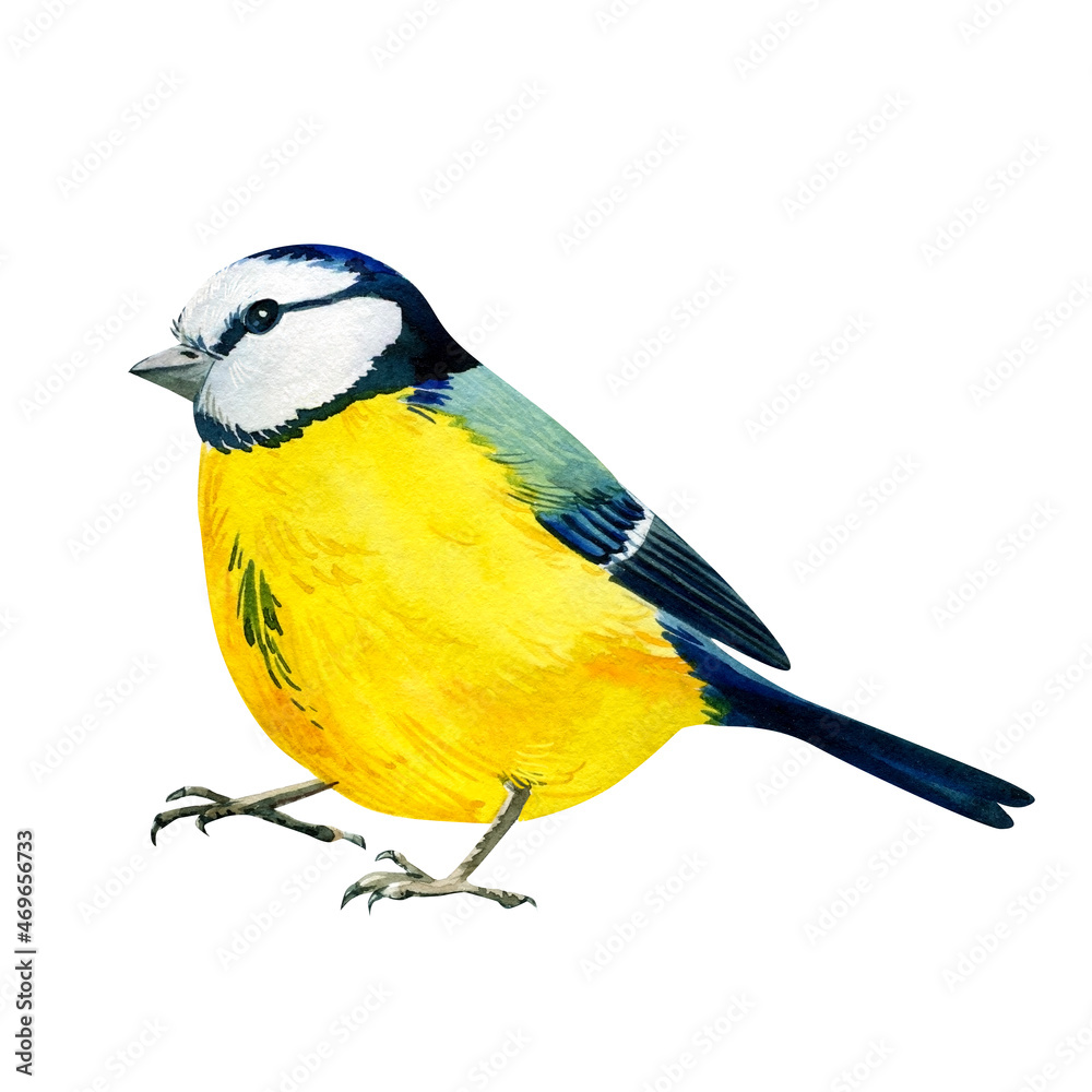 Naklejka premium Blue tit on an isolated white background, watercolor drawing. Yellow bird