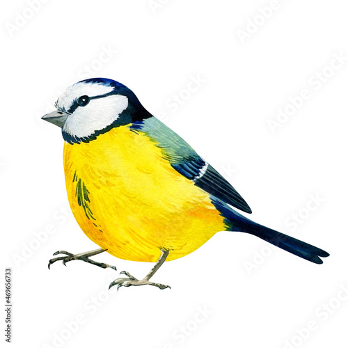 Blue tit on an isolated white background, watercolor drawing. Yellow bird