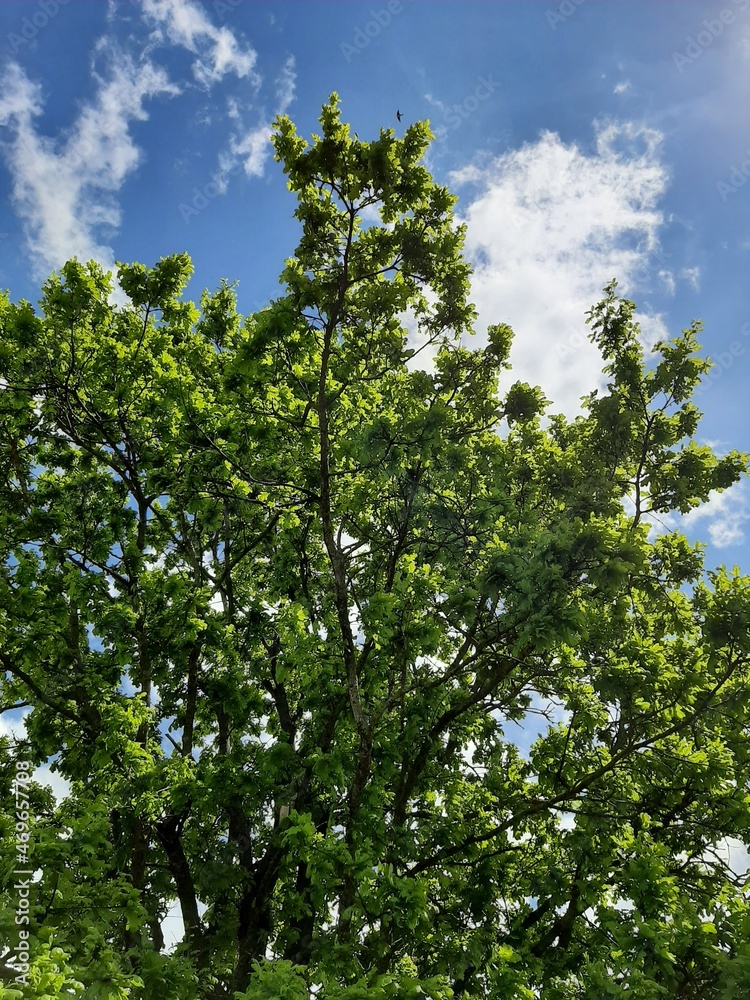 Fototapeta premium A tree with green leaves on a blue sky background. Space for text.