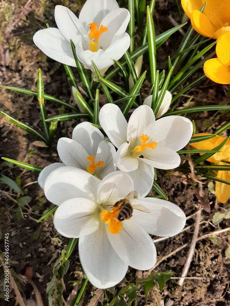 The first spring flowers are yellow and white. The first flowers in spring. Primroses close-up. Yellow and white crocus flowers on the ground in a flower bed in spring. The first spring flowers are yellow and white. The first flowers in spring. Primroses close-up. Yellow and white crocus flowers on the ground in a flower bed in spring.