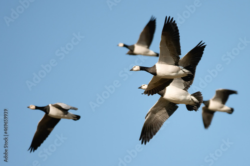 Schilderij op canvas barnacle goose