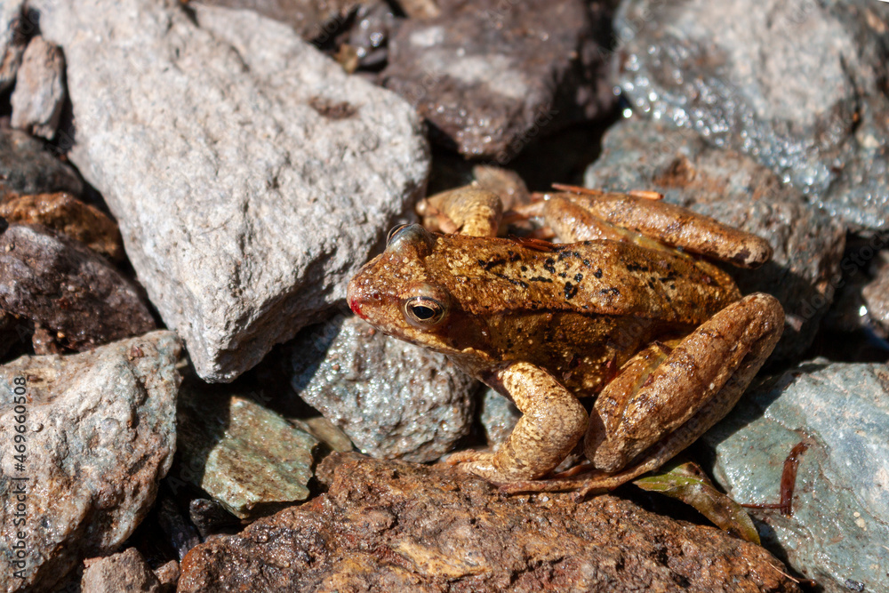 closeup of a brown colored frog near a pond closeup of a brown colored frog near a pond