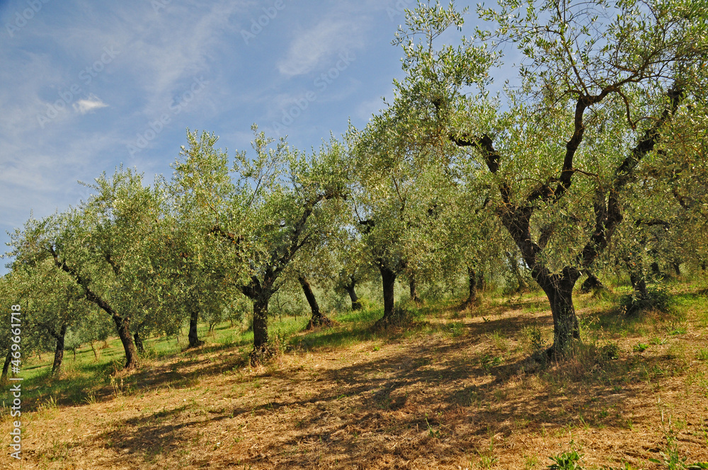 Uliveti sulle colline dell'Umbria a Spello Uliveti sulle colline dell'Umbria a Spello