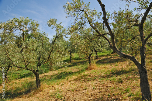 Uliveti sulle colline dell'Umbria a Spello photo