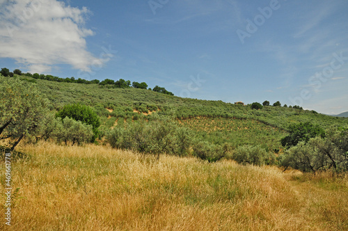 Paesaggio delle colline dell Umbria a Spello