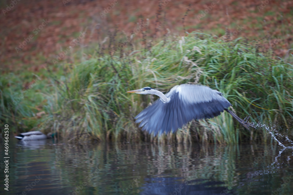 Fototapeta premium flying heron at a lake in a park
