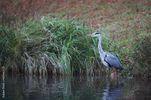 heron sitting at the edge of a lake, reflecton heron in the water photo