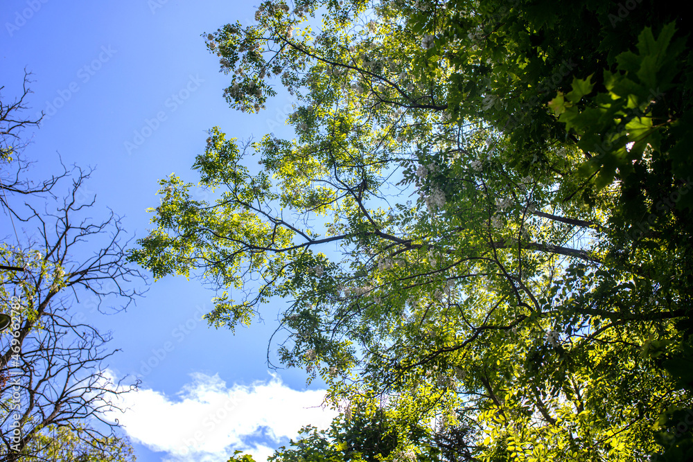 Obraz premium Robinia pseudoacacia. Branches with flowering White flowers tree acacia. Blooming clusters of acacia. against the blue sky. The main spring honey plant. Apiculture.