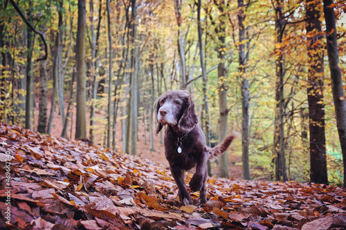 Brown working cocker spaniel stood among beech woods during the autumn, Chantry Woods, Guildford, Surrey, UK