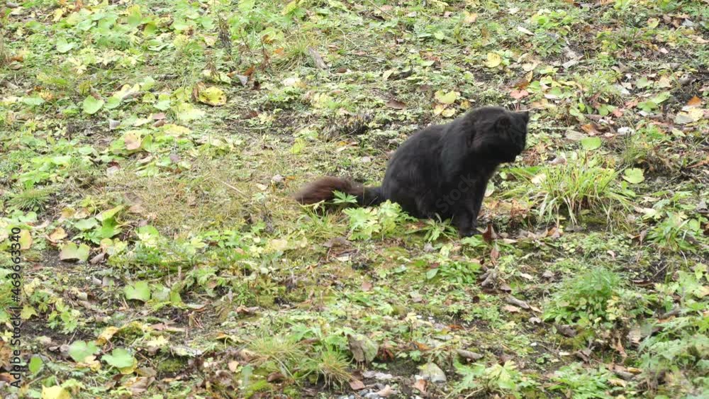 Black fluffy cat licks its lips Black fluffy cat licks its lips