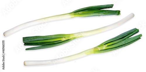Fresh Japanese Bunching Onion isolated on white background  Green Japanese leek or spring onion on White Background  With clipping path.