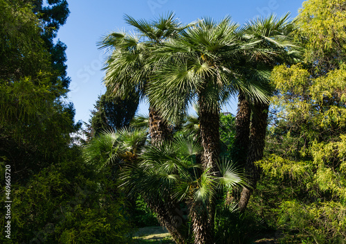 Beautiful palm tree Chamaerops humilis  European fan or Mediterranean dwarf palm in Arboretum Park Southern Cultures in Sirius  Adler  Sochi.