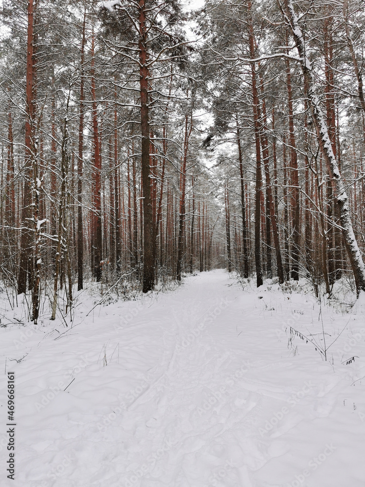 View of the winter spruce forest with a road. Winter landscape. Snow covered trees. Christmas and New Year. View of the winter spruce forest with a road. Winter landscape. Snow covered trees. Christmas and New Year.
