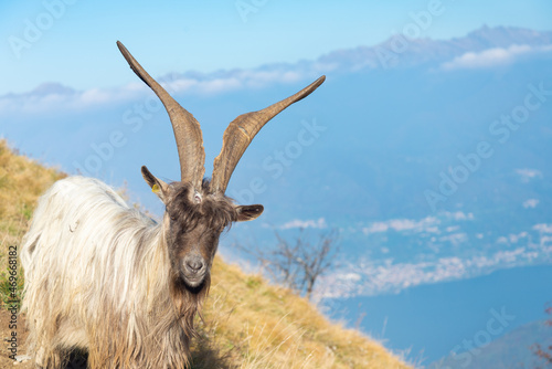 Close-up of an elderly goat  also known as billy goat  in Italian Alps  with its typical horns. Blue waters of Lake Como on the blurred background.