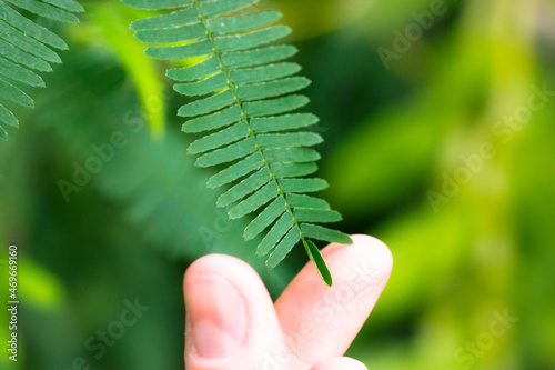 Touching Mimosa pudica green leaves by human hand fingers causing leaf to close. Shy plant called sensitive, sleepy, action plant, touch-me-not, shameplant, Morivivi. Small leaflets start to fold up. photo