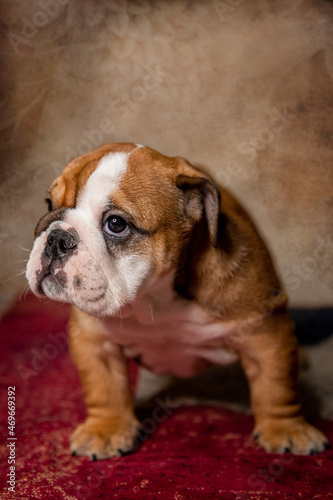Fototapeta Naklejka Na Ścianę i Meble -  English bulldog puppy
