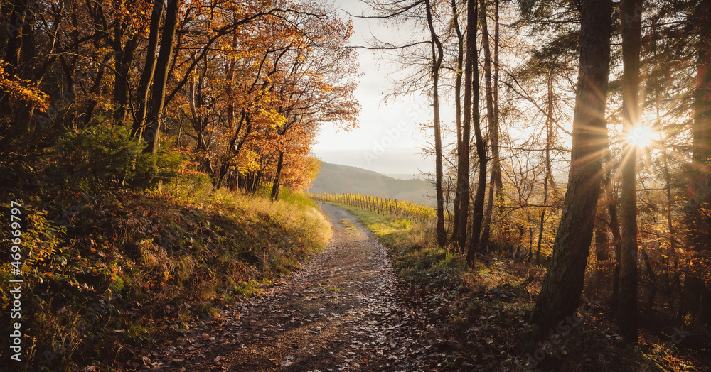 Fototapeta premium Vom Walde in die Weinberge