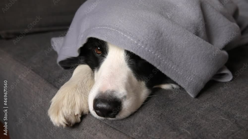 Funny puppy dog border collie lying on couch under plaid indoors. Little pet dog at home keeping warm hiding under blanket in cold fall autumn winter weather. Pet animal life Hygge mood concept Funny puppy dog border collie lying on couch under plaid indoors. Little pet dog at home keeping warm hiding under blanket in cold fall autumn winter weather. Pet animal life Hygge mood concept