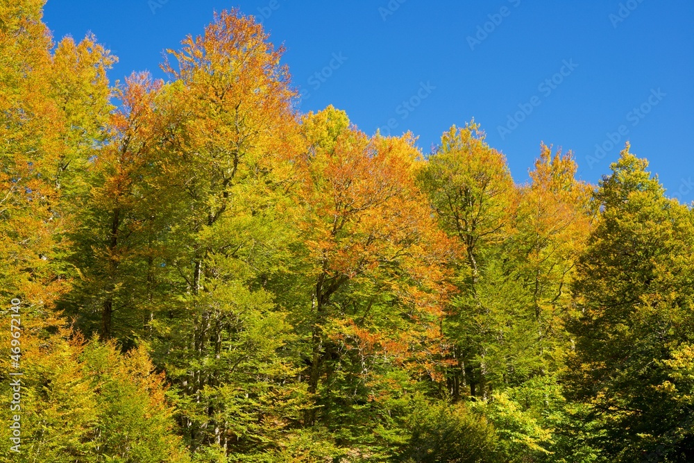 Autumn forest in the Pyrenees Autumn forest in the Pyrenees