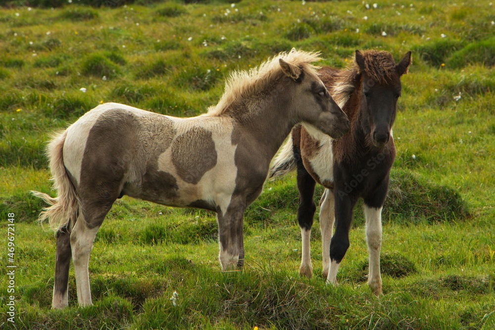 Icelandic horses on a pasture in Iceland, Europe
Icelandic horses on a pasture in Iceland, Europe