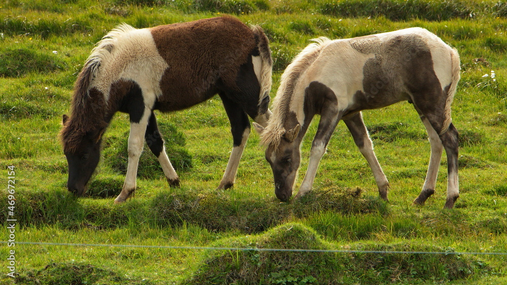 Icelandic horses on a pasture in Iceland, Europe
Icelandic horses on a pasture in Iceland, Europe