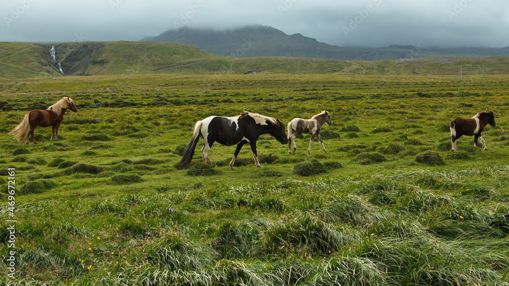 Icelandic horses on a pasture in Iceland, Europe
