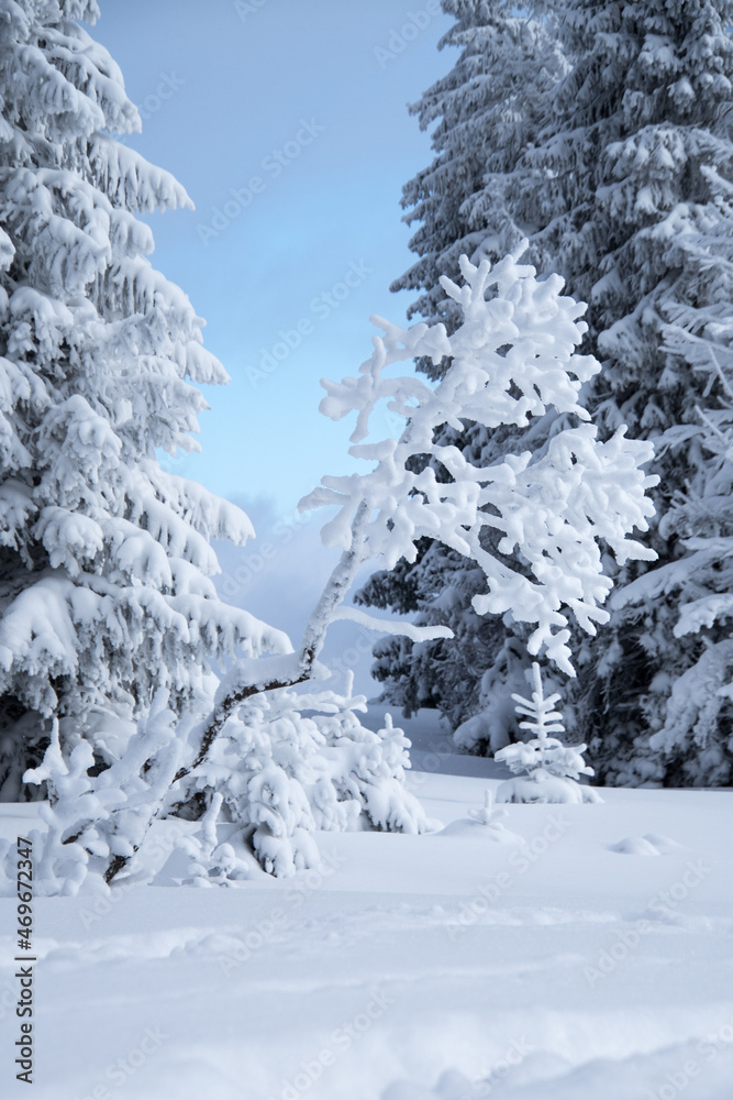 Fototapeta premium Snowy trees in Gorce Mountains, Poland