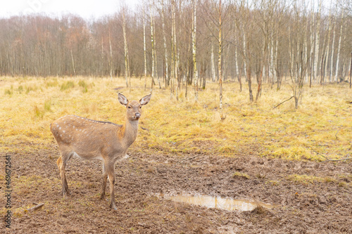 Fototapeta Naklejka Na Ścianę i Meble -  deer in the reserve
