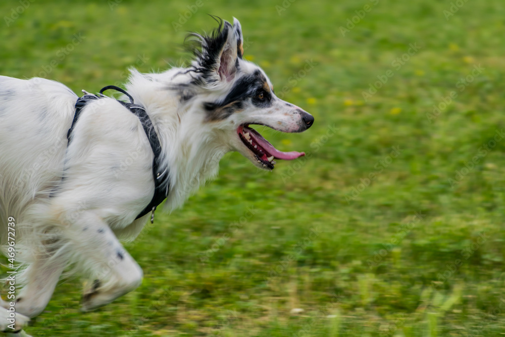 Chien de race Border Collie blanc et noir.
Chien de race Border Collie blanc et noir.