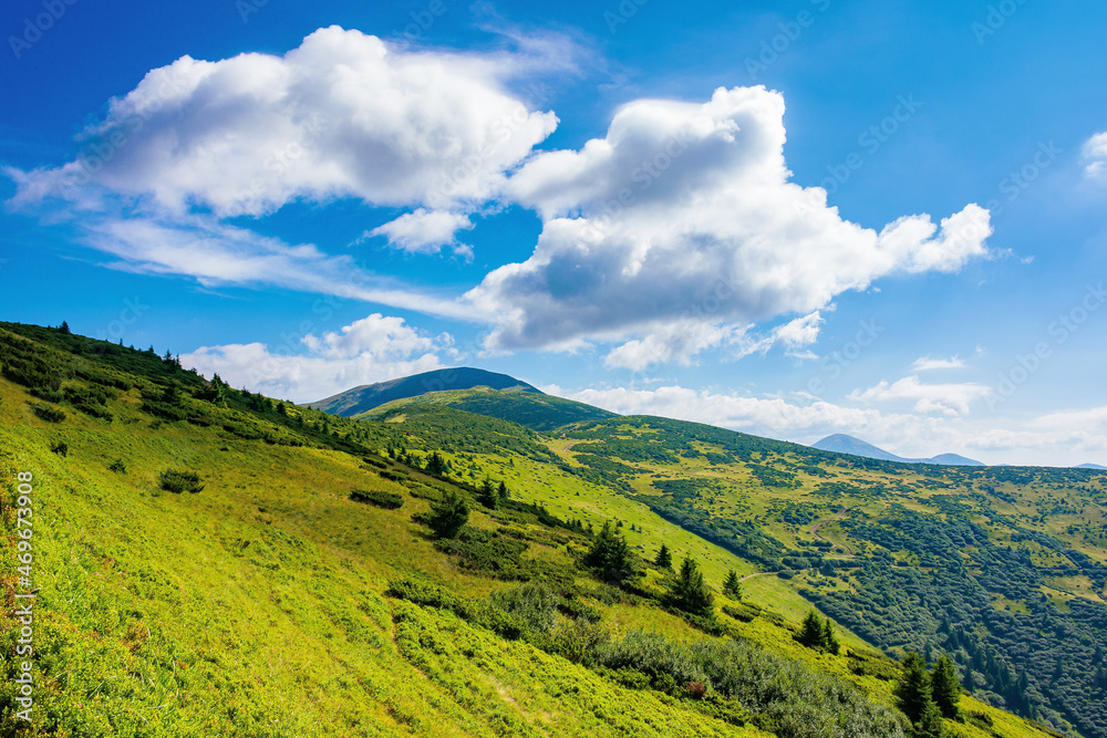 Obraz premium hills of the petros mountain in summer. wonderful nature scenery of carpathians on a sunny day