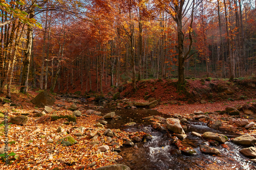 mountain river in the autumn forest. trees in fall foliage. leaves on the stones and ground by the shore of a clean water flow. warm sunny weather
