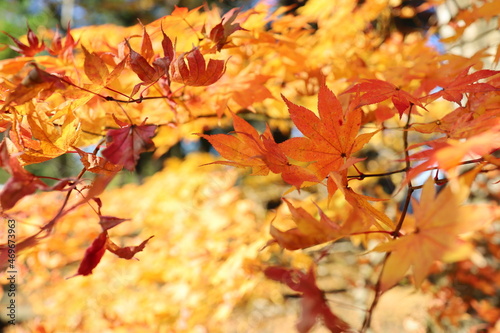 Sendai City, Miyagi Prefecture Japan, November 2021. Autumn leaves of trees in the park.