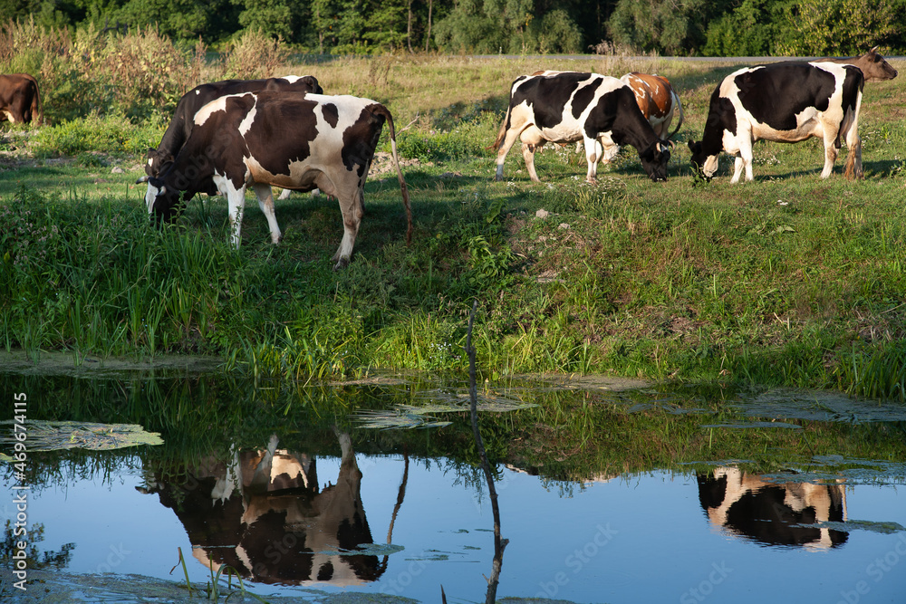 Fototapeta premium Cows grazing on pasture at sunset by river