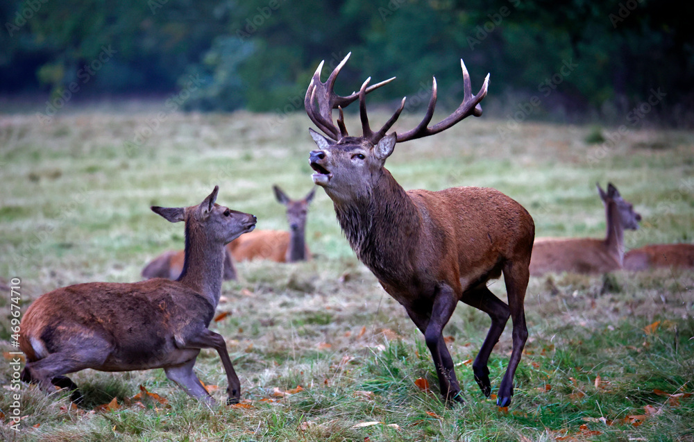 Red deer at the annual autumn rut Red deer at the annual autumn rut