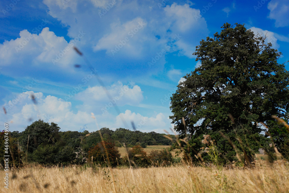 Obraz premium English meadow scene