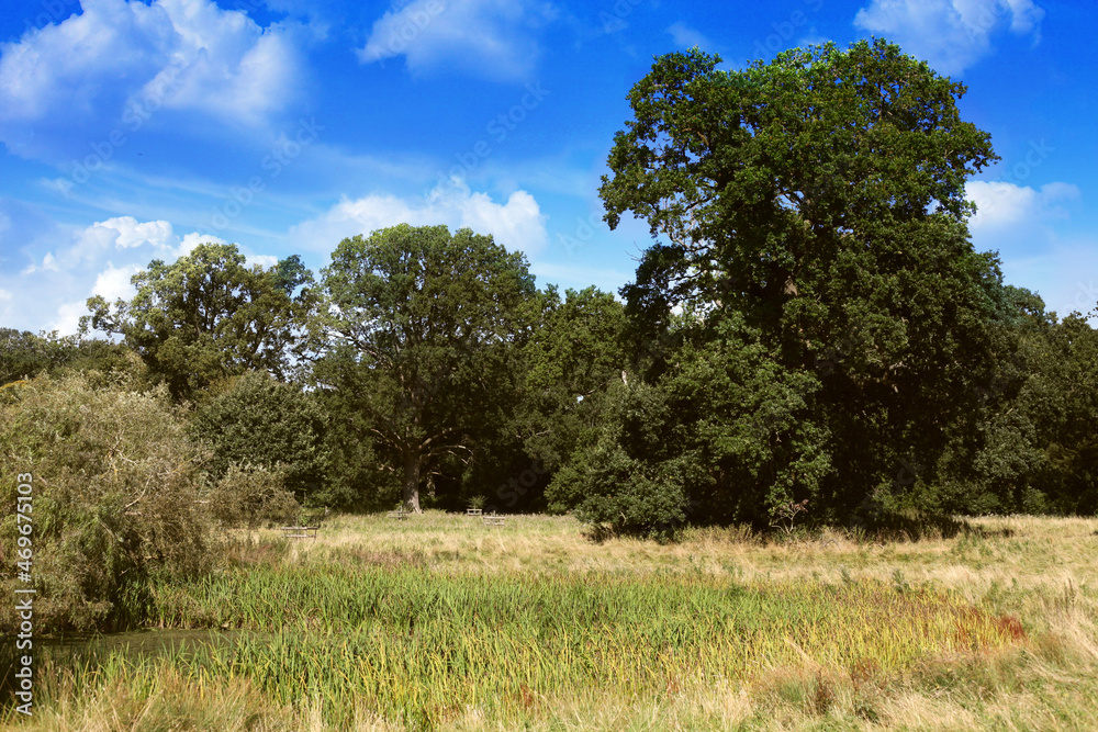 English meadow scene