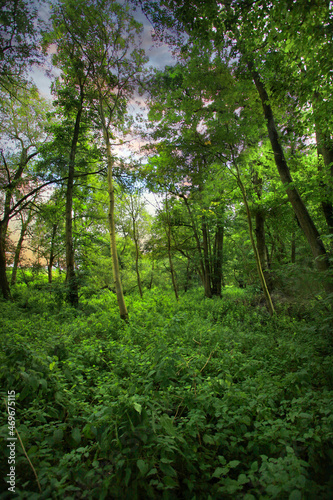 Native woodland scene © trgowanlock