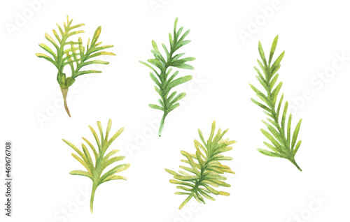 Set of green coniferous branches watercolor illustration 
