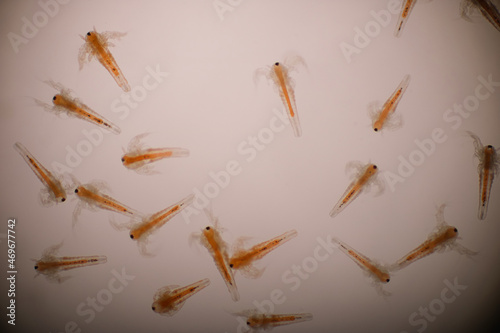 Artemias larvae in light microscope, Artemia plankton under a microscope, Instar one, Instar two, aquatic animals, animals, aquatic food. photo