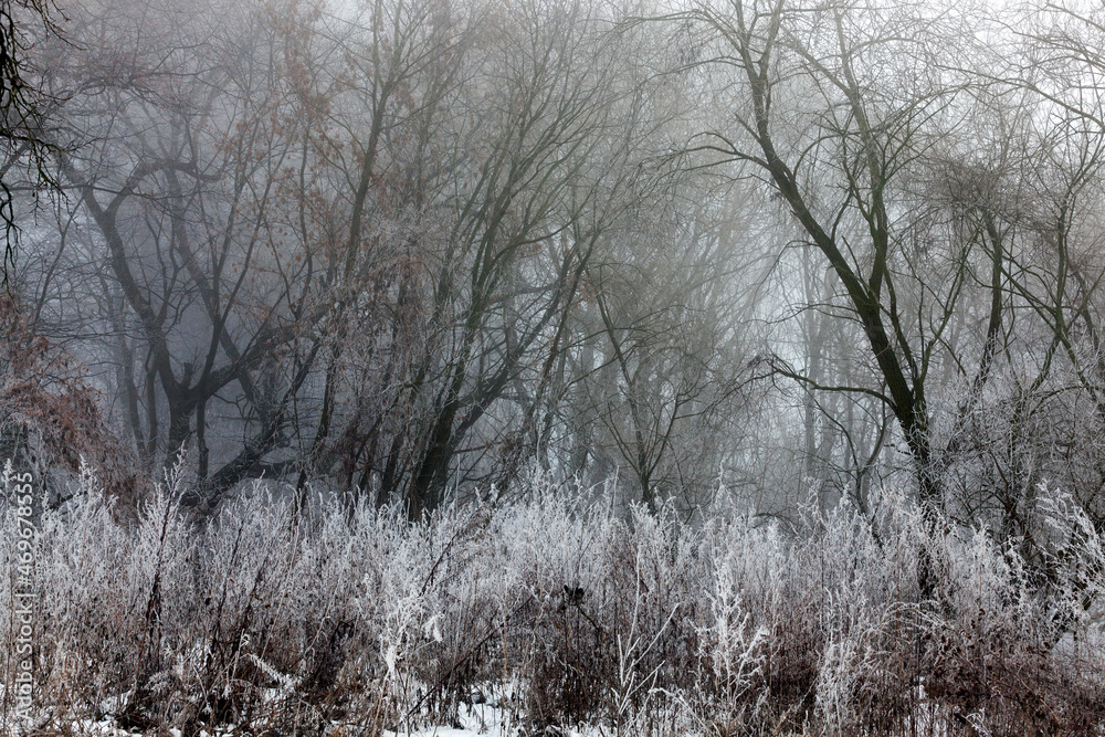 trees growing in the park covered with snow and ice trees growing in the park covered with snow and ice
