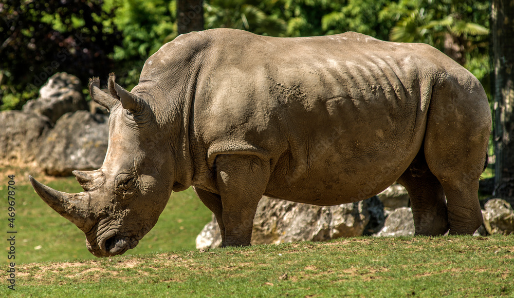 Rhinocéros solitaire à Saint-Aignan, Loir-et-Cher, France Rhinocéros solitaire à Saint-Aignan, Loir-et-Cher, France