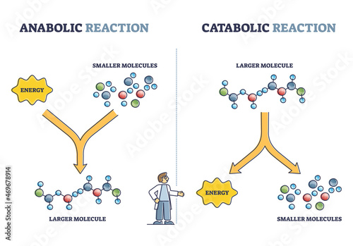 Anabolic vs catabolic reaction comparison in metabolism outline diagram. Labeled educational cellular ATP energy storage building up and breaking down bio chemical process cycle vector illustration. photo