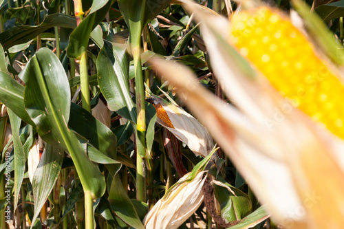 an agricultural field where corn is harvested for food
