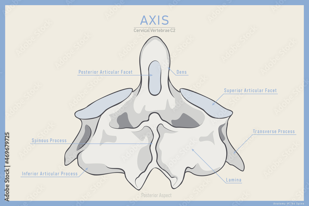Anatomy of the Second Cervical Vertebra. Axis C2 Posterior View